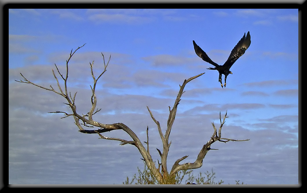 Wedgetail Eagle