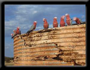 Galahs