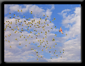Budgerigars and a Galah