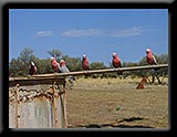 Galahs