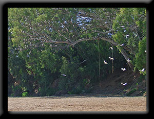 Little Corellas