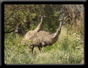 Emus
