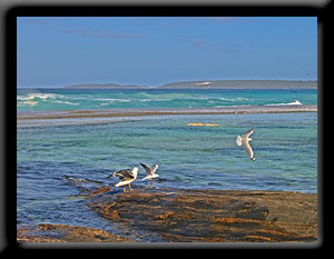 Gulls