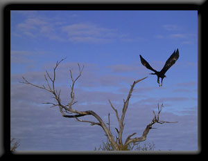 Wedge-tailed Eagle