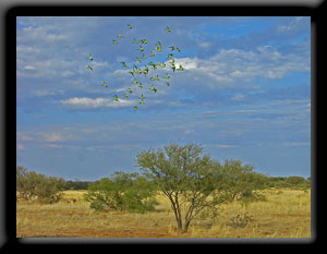 Flock of Budgies