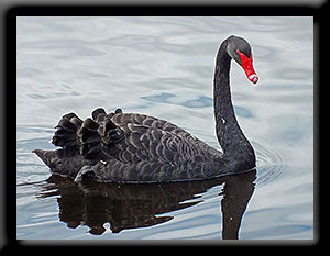 Black Swan