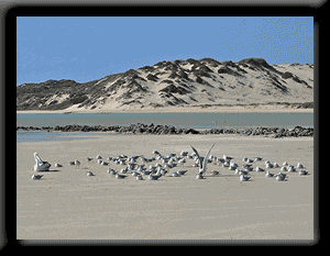 Seagulls