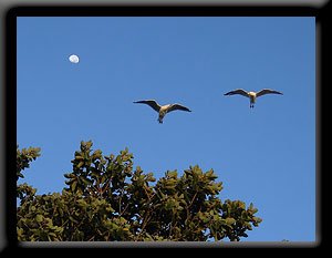Seagulls