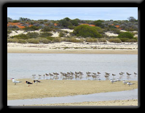 Seabirds