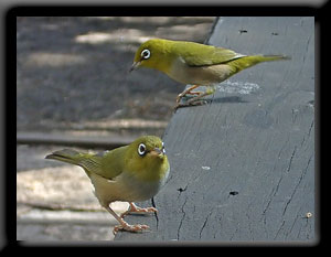 Western Silvereyes