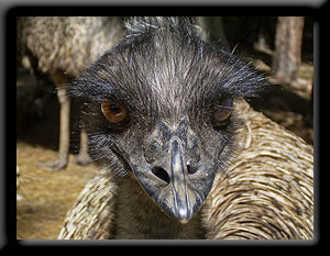 Emu