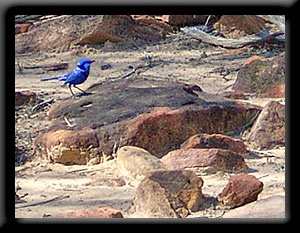 Splendid Fairy-wren