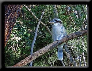 Laughing Kookaburra