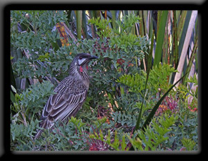 Red Wattlebird