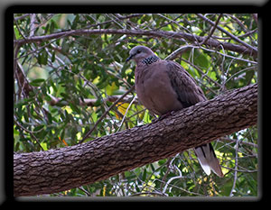 Spotted Turtle Dove