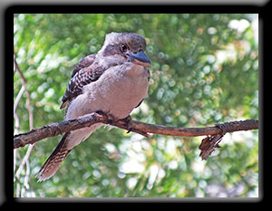 Kookaburra