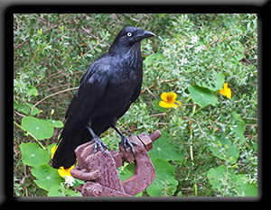Australian Raven