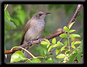 Brown Honeyeater