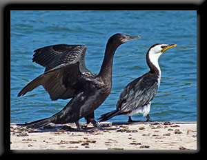 Little Black & Little Pied Cormorants