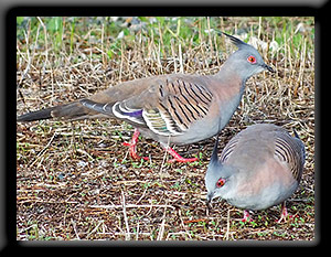 Crested Pigeon