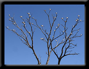 50 Ibises in a Tree