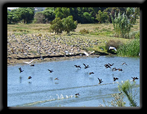 260 Ibises
