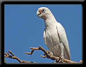Little Corella