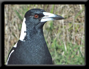 Australian Magpie