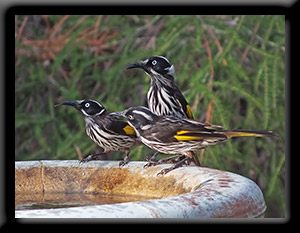 New Holland Honeyeater