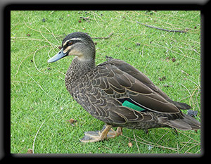 Pacific Black Duck