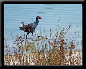 Australasian Swamphen