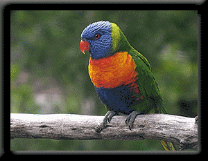 Rainbow Lorikeet