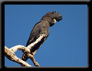 Male