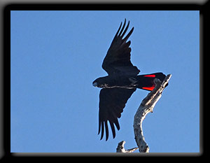 Red-tailed Black Cockatoo
