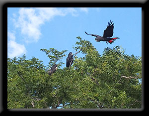 Red-tailed Black Cockatoo