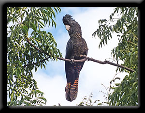 Female