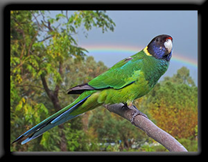 Ringneck Parrot