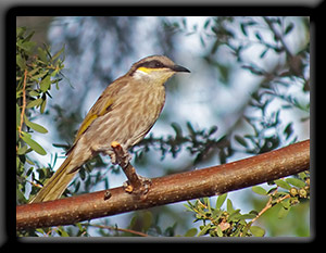 Singing Honeyeater