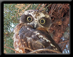 Boobook Owl