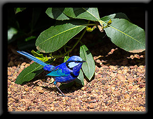 Splendid Fairywren
