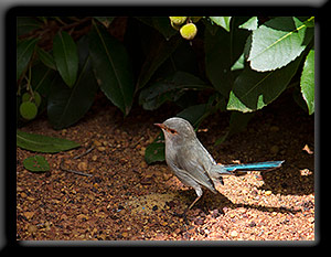 Splendid Fairywren female