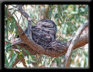 male Tawny Frogmouth