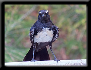 Willie Wagtail