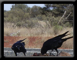 Crows