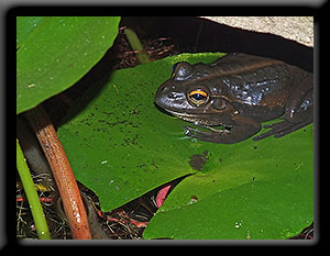 Motorbike Frog