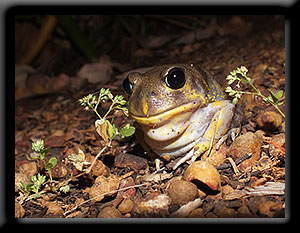 Hooting Frog