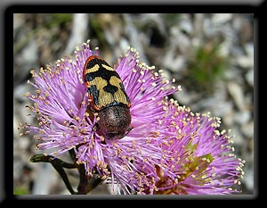 Jewel Beetle