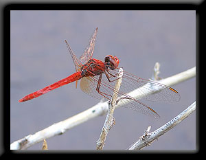 Scarlet Percher - Diplacodes haematodes