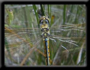 Dragonfly