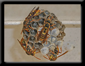 Paper Wasp